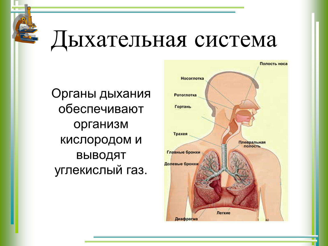 Проект дыхательная система человека