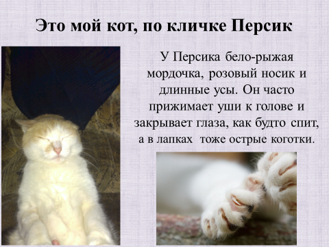 Презентация "Мои любимые кошки"