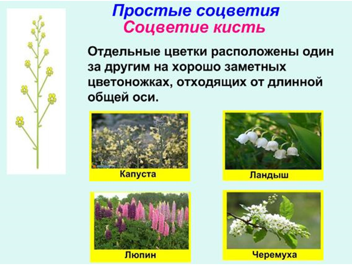 Соцветие определение биология 6 класс. Соцветия растений. Растения с соцветием кисть. Соцветия презентация. Соцветия 6 класс.