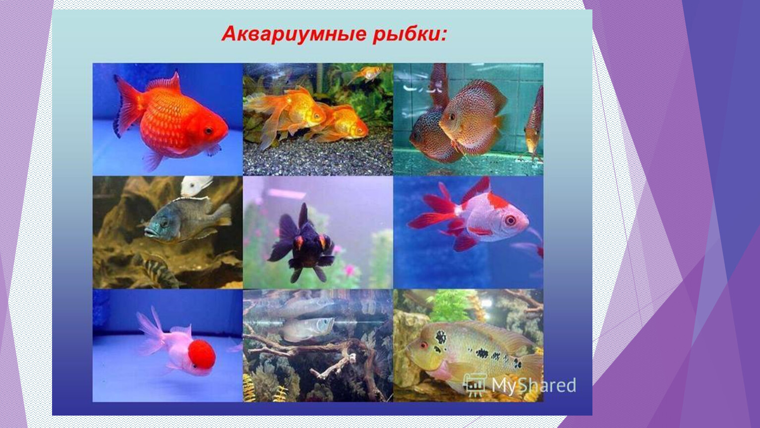 Аквариумные рыбы презентация