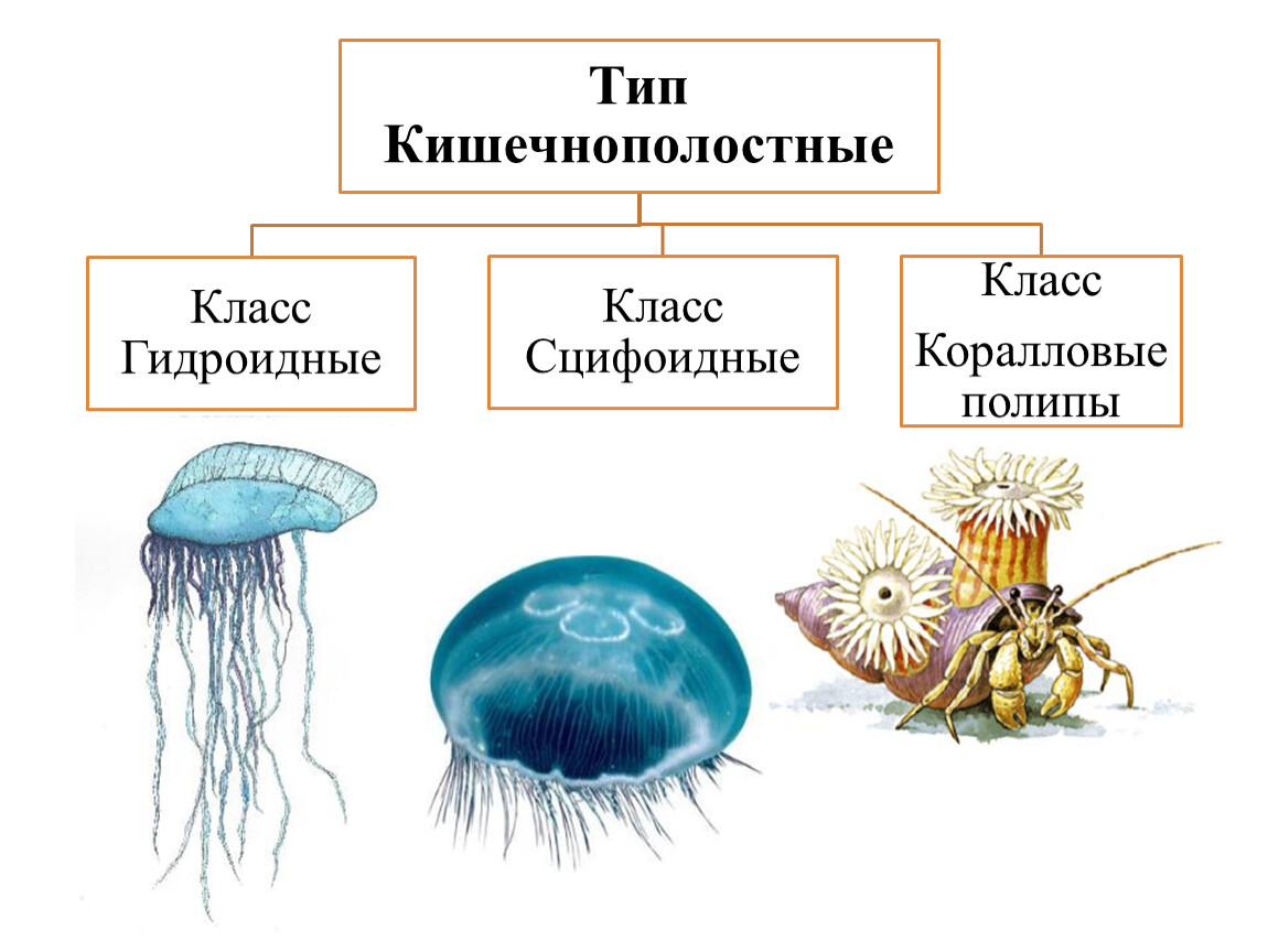 Группы организмов кишечнополостные. К классу Сцифоидные относятся. Размножение сцифоидных медуз. Кишечнополостные Сцифоидные медузы. Жизненный цикл сафоидные Гидроидные и коралловые полипы.