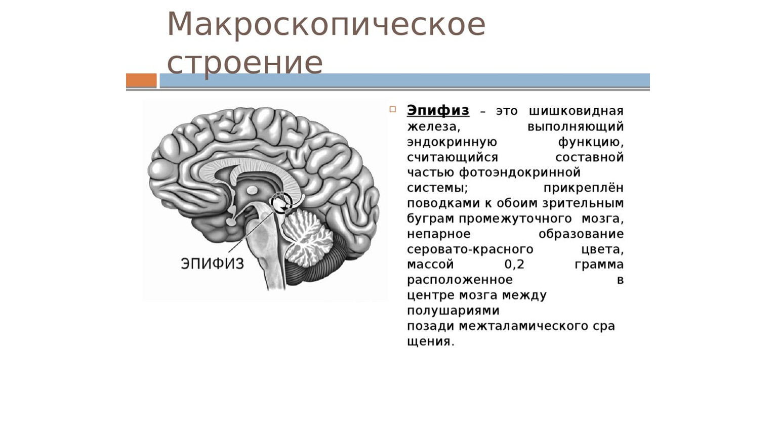 Эпифиз анатомия