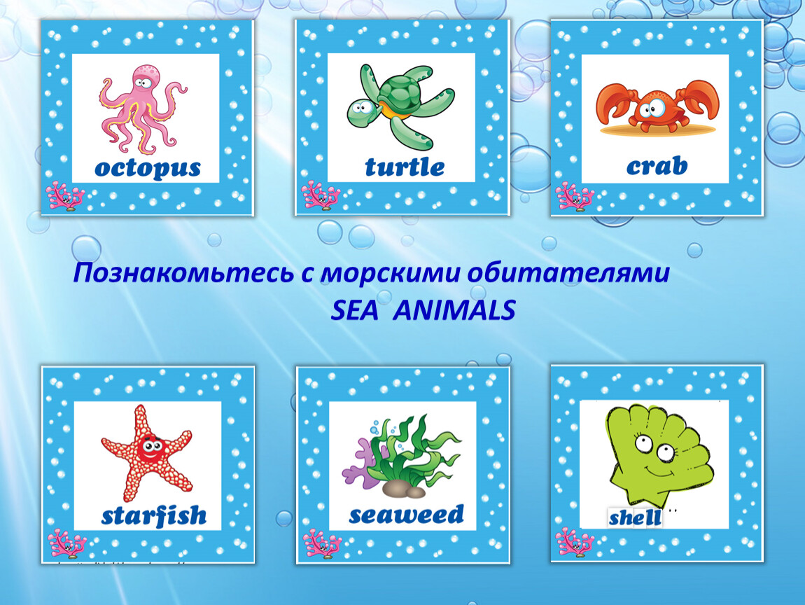 Познакомьтесь с морскими обитателями