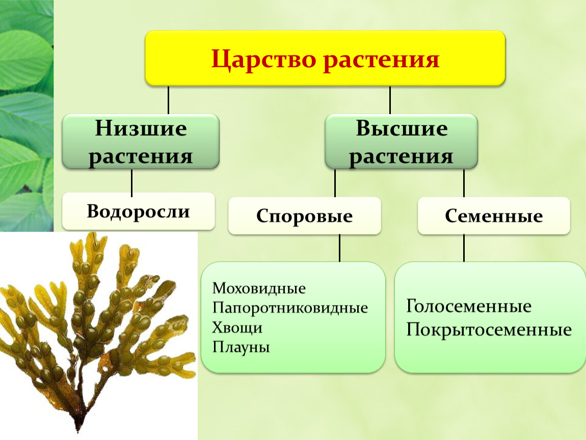 Три примера группы растений водоросли. Низшие и высшие споровые растения. Царство растений споровые растения. Низшие высшие споровые семенные растения. Царство растений споровые и семенные.