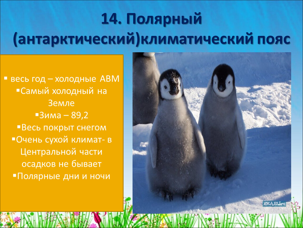 Какой тип развития характерен для субантарктического пингвина изображенного на рисунке