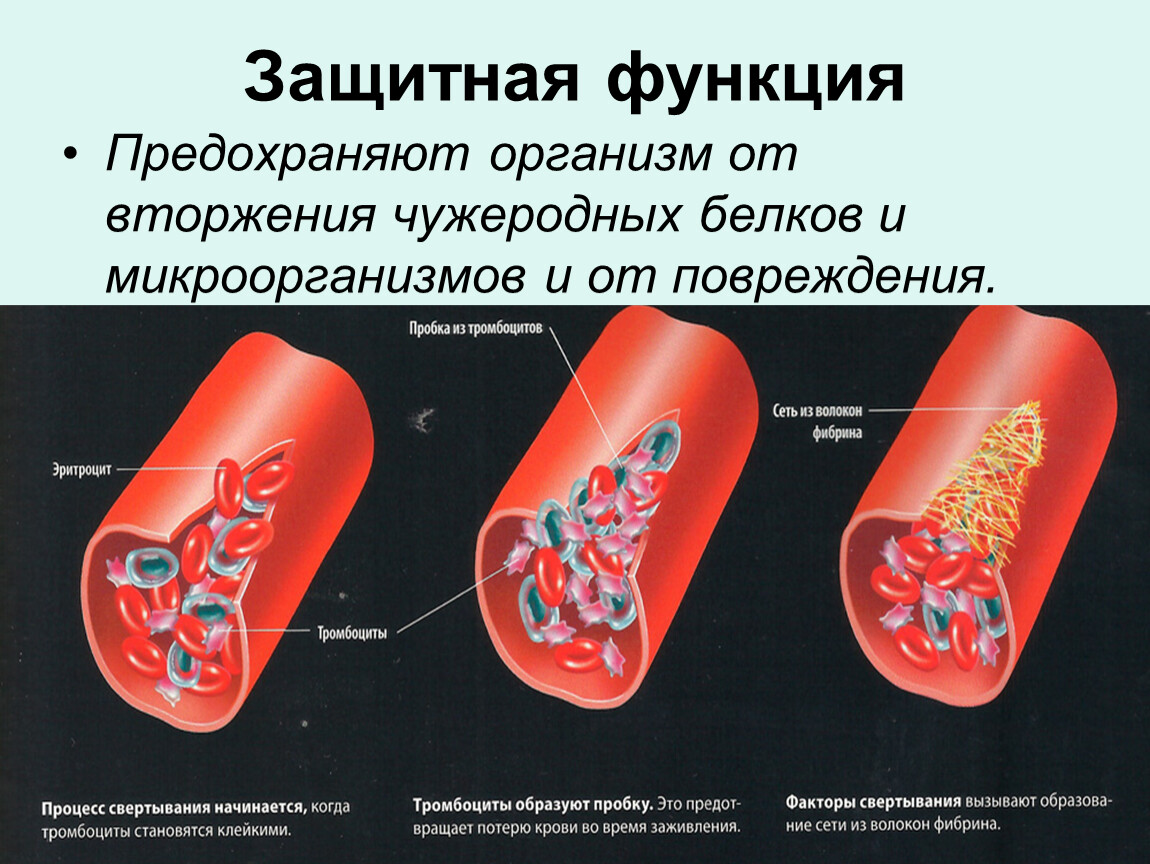 Защитные функции организма презентация