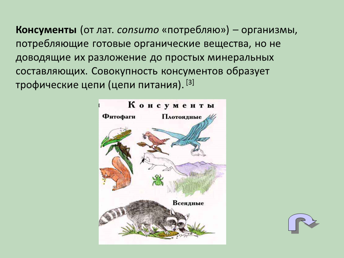 Кризис консументов. Организмы консументы. Консументы фитофаги. Консументы питаются. Организмы консументы консументы.