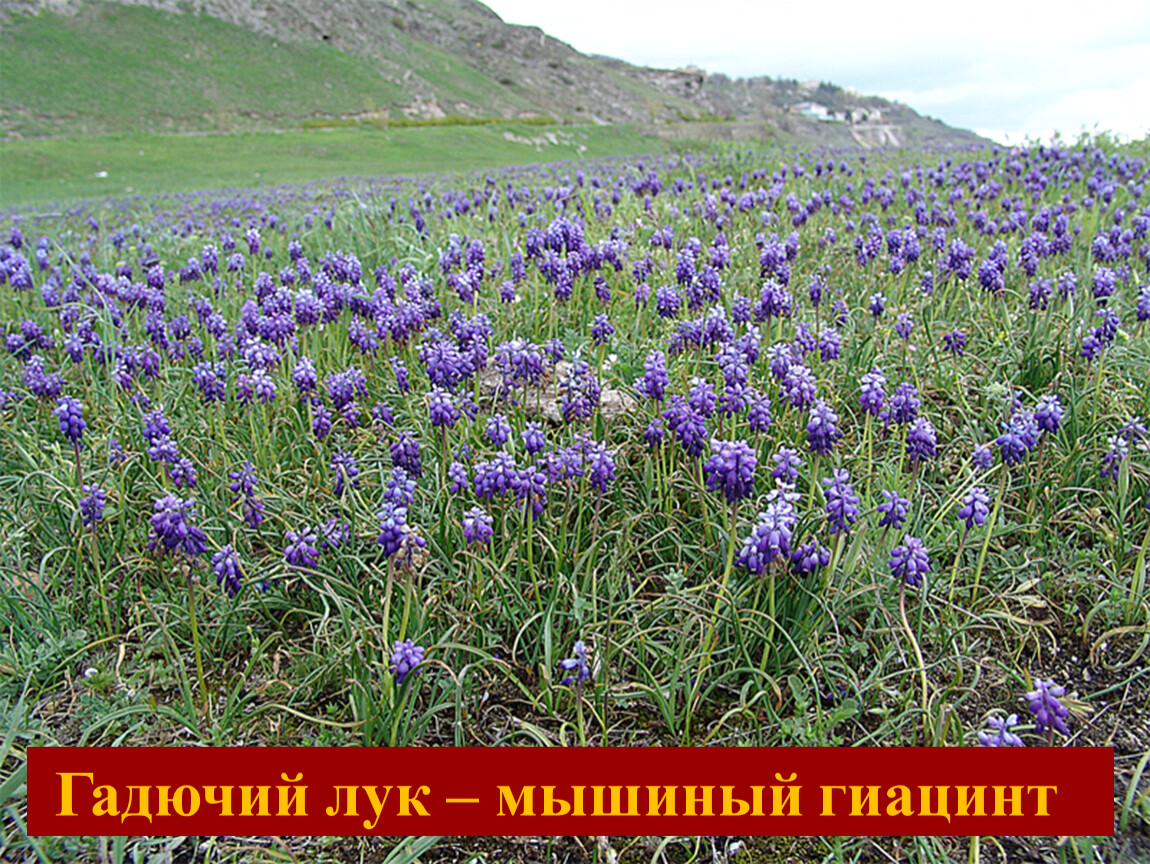 Растения Ставропольского Края Фото С Названиями