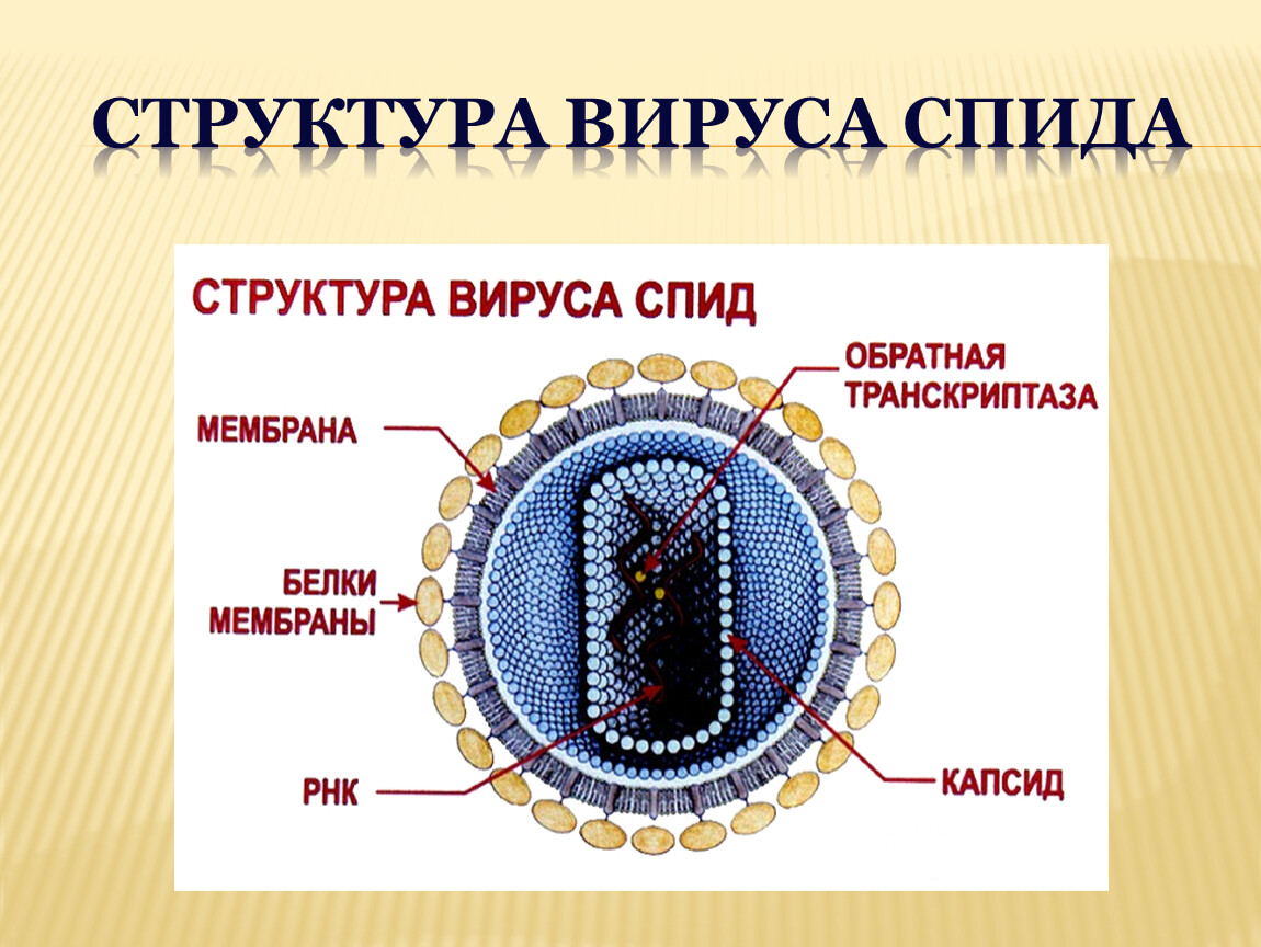 Биология 8 вирусы. Строение вируса ВИЧ суперкапсид. Строение вириона ВИЧ. Строение вируса ВИЧ биология. Схема строения клетки вируса.
