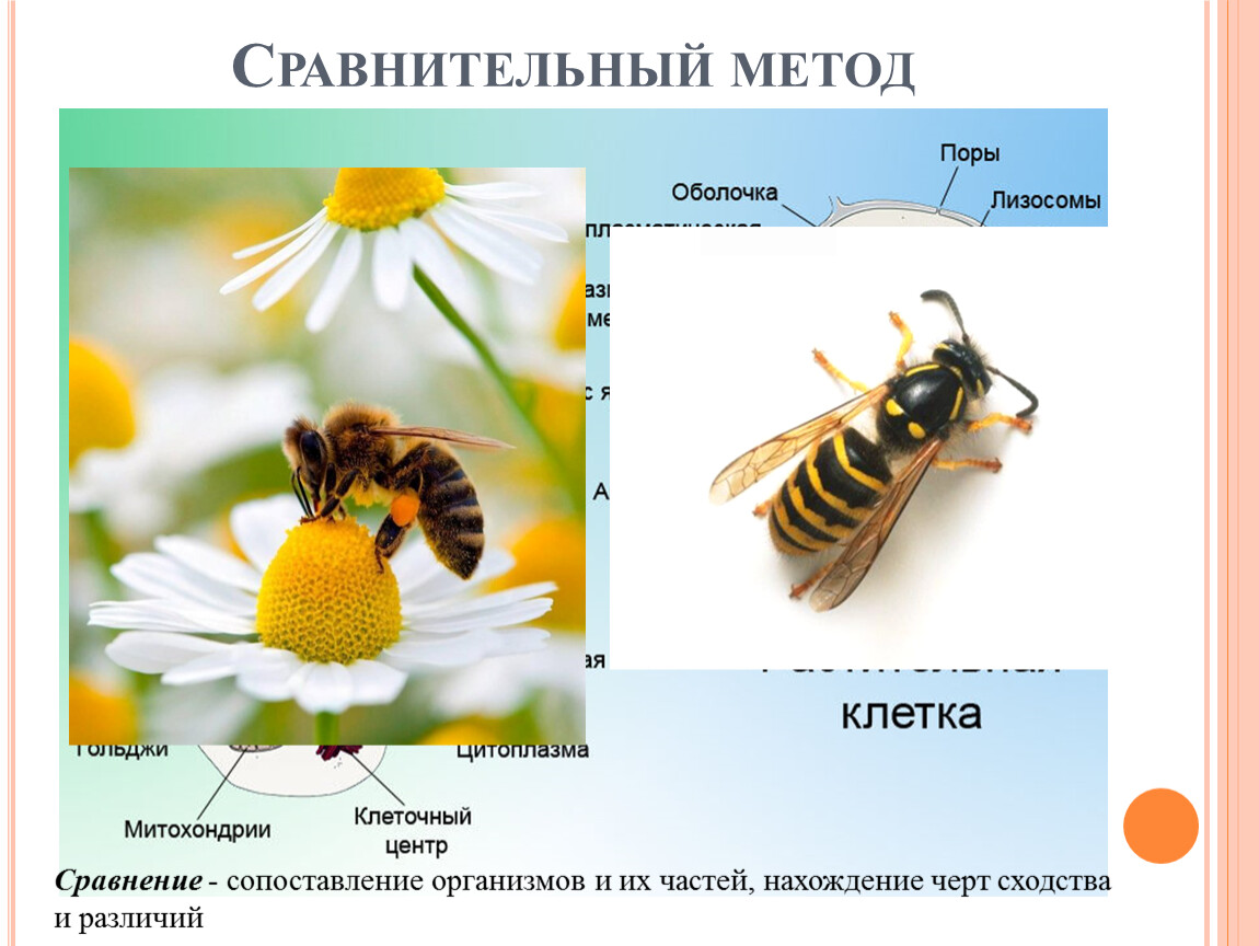 Сравнительно описательный метод