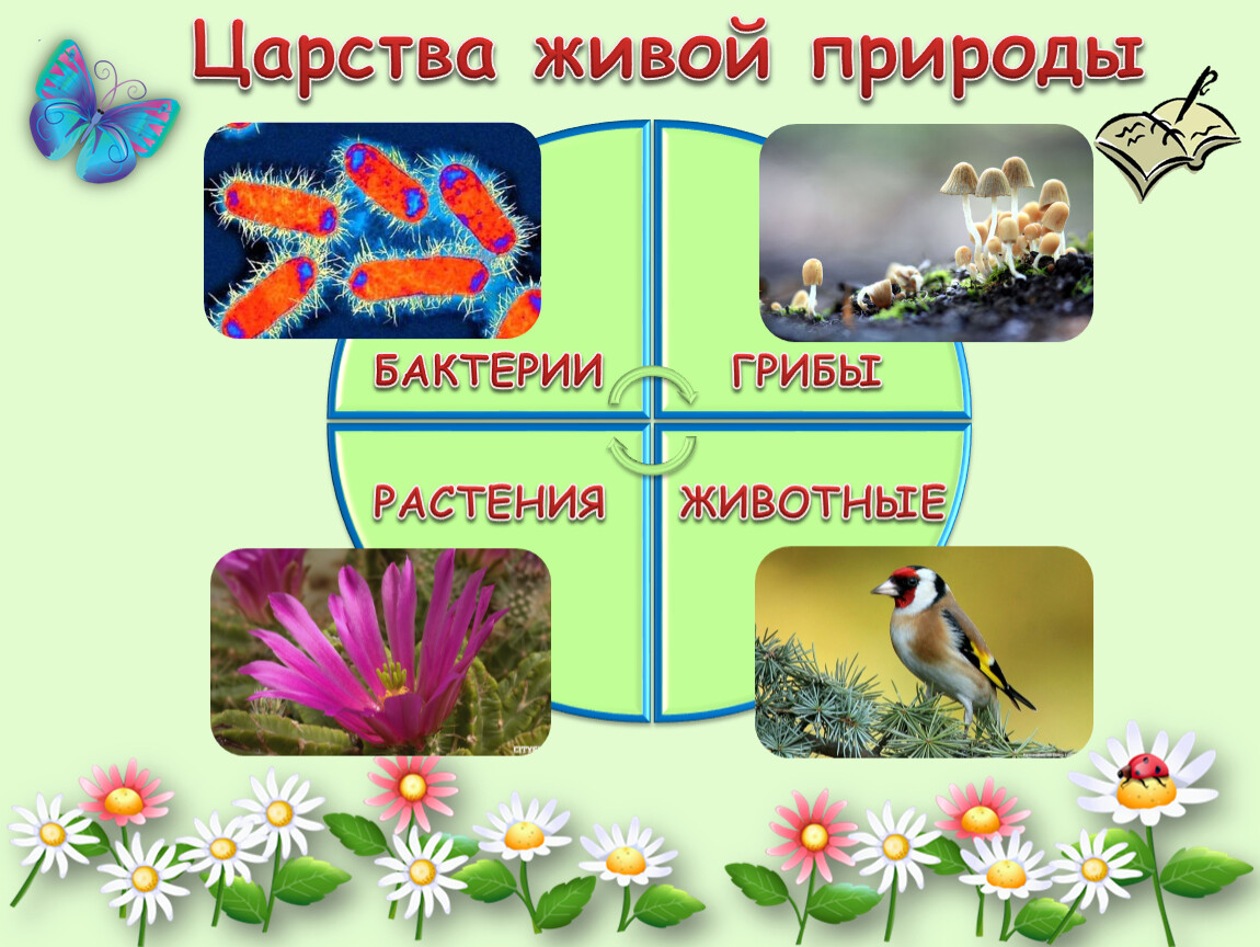 Животные и растения наука. Царства природы 3 класс. Царства живой природы и науки. Науки изучающие царства живой природы. Плакат царство животных.