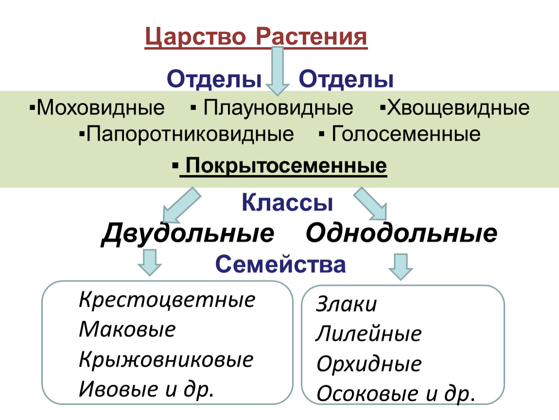 Теория растений