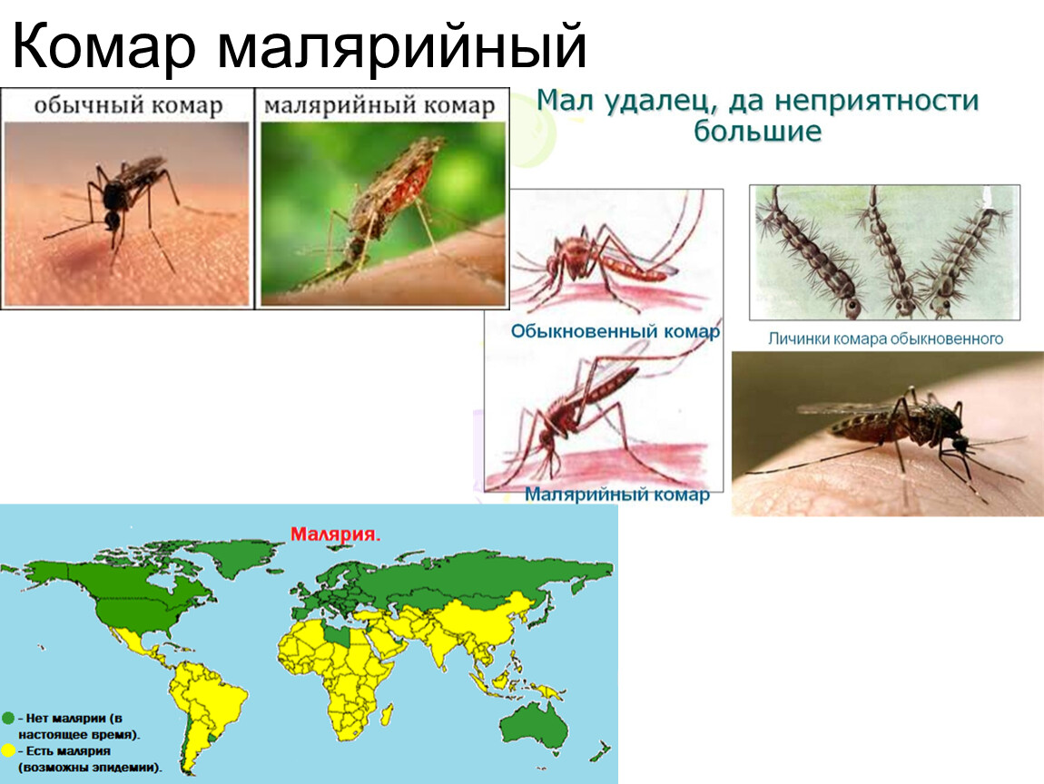 Малярийные комары где обитает