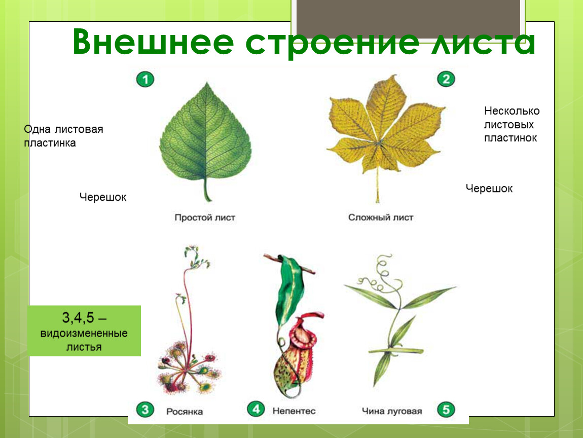 Внешнее и внутреннее строение листа лабораторная работа. Внешнее строение листовой пластинки. Лист. Внешнее строение листа (листовая пластинка, черешок).. Листовая пластинка функции таблица. Строение листовой пластины.