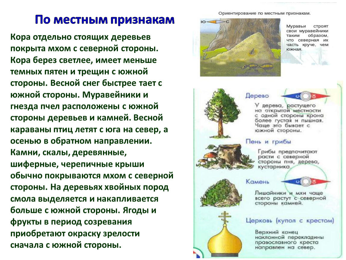 Признаки места. Ориентирование на местности по грибам растущим. Ориентирование по грибам. Способ ориентирования на грибам. С какой стороны света растут грибы.