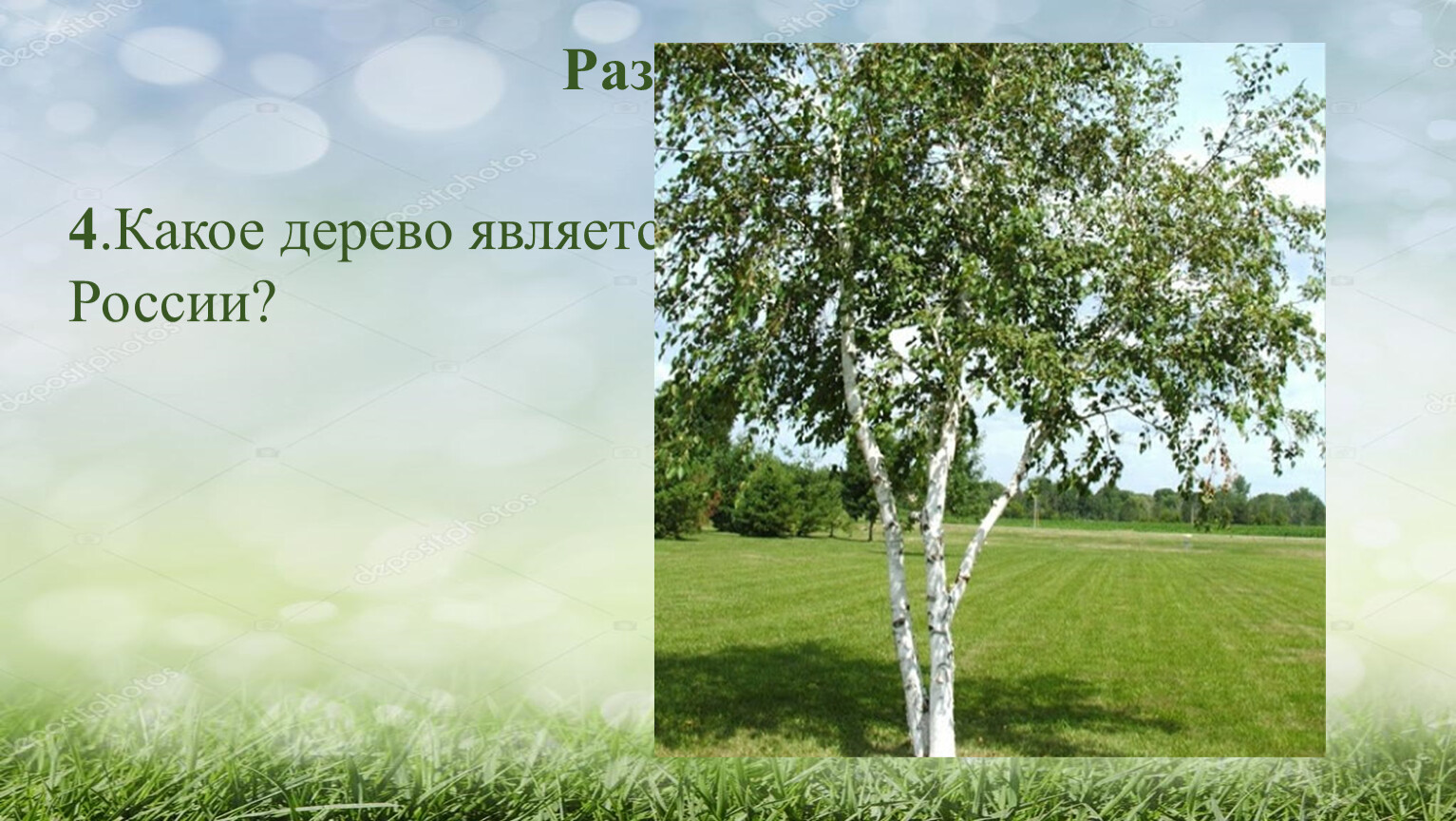 Какое дерево символ России