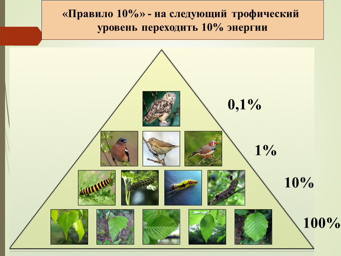 Энергия на трофических уровнях. Трофические уровни. Трофические уровни примеры. 2 Трофический уровень. 4 Трофический уровень.