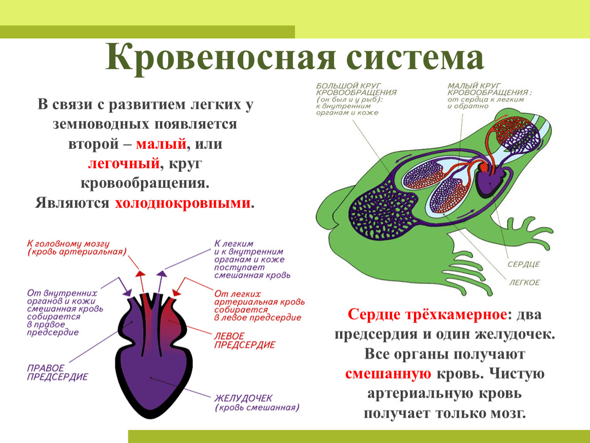 В желудочке земноводных находится. Кровеносная система земноводных 7 класс. Кровяная система амфибий. Кровеносная система земноводных кратко 7 класс. Класс земноводные строение кровеносной системы.