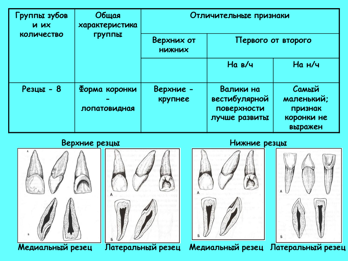 5 признаков зубов. Функции зубов по группам. Строение зуба. Анатомия зубов группы зубов. Таблица зубов человека анатомия.