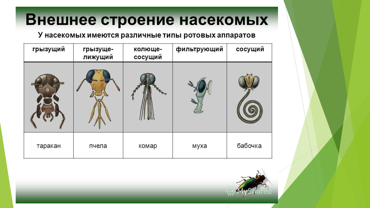 Различные типы ротовых аппаратов насекомых