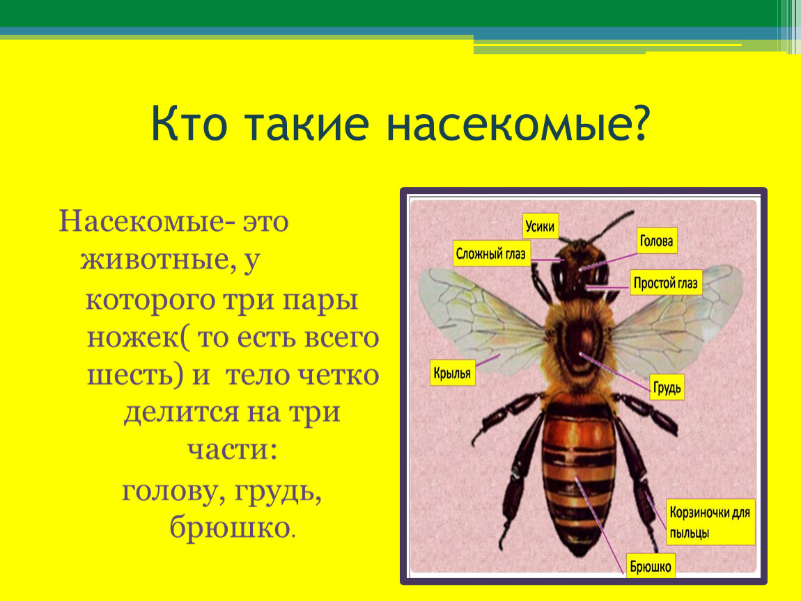 Насекомые урок 1 классе. Кто такие насекомые. Презентация на тему насекомые. Насекомые презентация для дошкольников. Презентация для начальной школы насекомые.