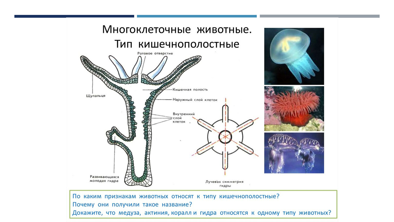 Имеют органы и примитивные ткани. Кишечнополостные гидра медузы кораллы. Тип Кишечнополостные строение медузы. Многоклеточные животные Тип Кишечнополостные. Гидроидные Сцифоидные коралловые полипы.