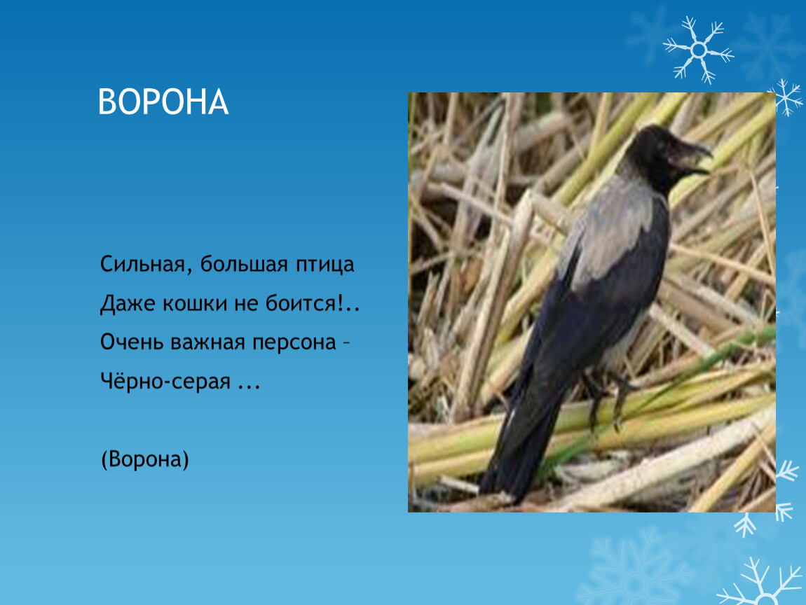 Даже птице. Ворона сильная большая. Сильная большая птица даже. Ворона сильная смелая. Ворона ты сильная птица.