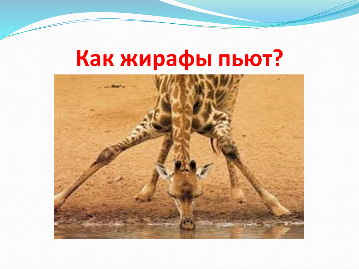 Почему у жирафа длинная шея. Почему у жирафа длинная шея по теории. Почему у Жирафов длинная шея. Какие ноги у жирафа длиннее передний или задний.