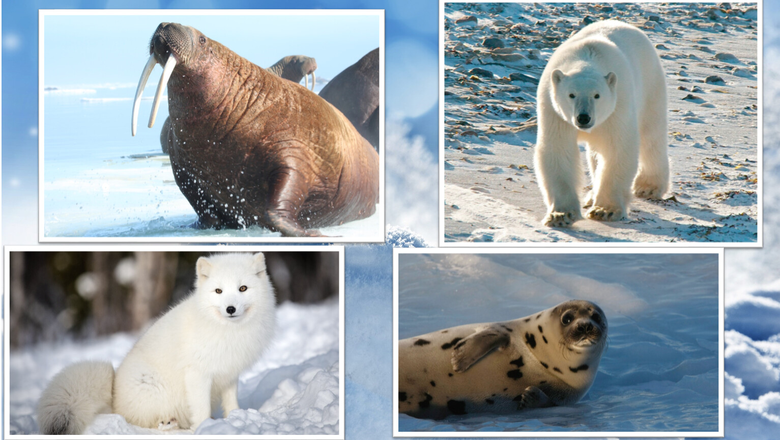 Животные Северного и Южного полюса