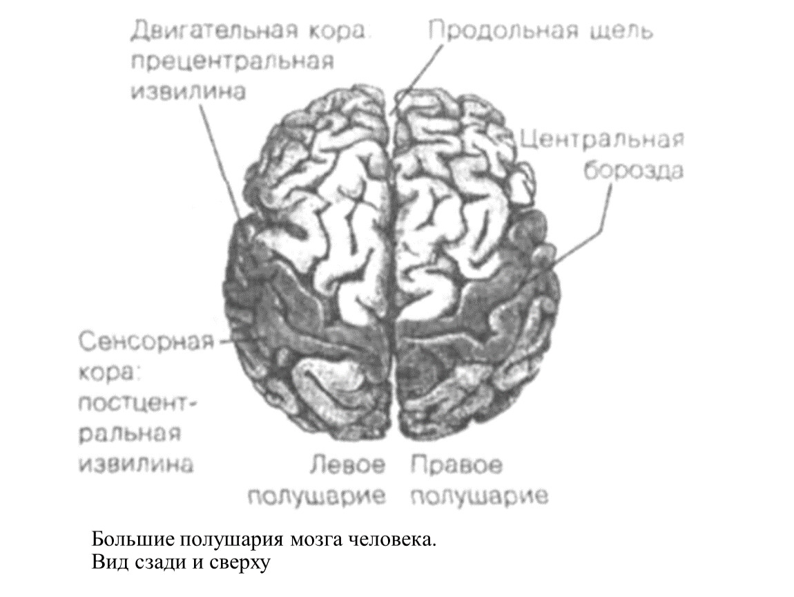 Центральная извилина мозга. Центральная извилина функции. Строение головного мозга прецентральная извилина. (Прецентральной) извилины коры больших полушарий..