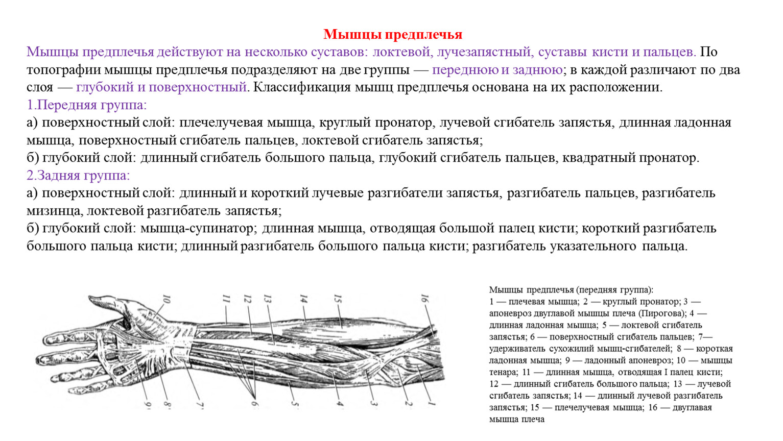 Суставы предплечья. Мышцы, участвующие в движениях предплечья в локтевом суставе. Мышцы обеспечивающие движение лучезапястного сустава. Суставы кисти мышцы действующие на них их. Аппарат движения верхних конечностей.