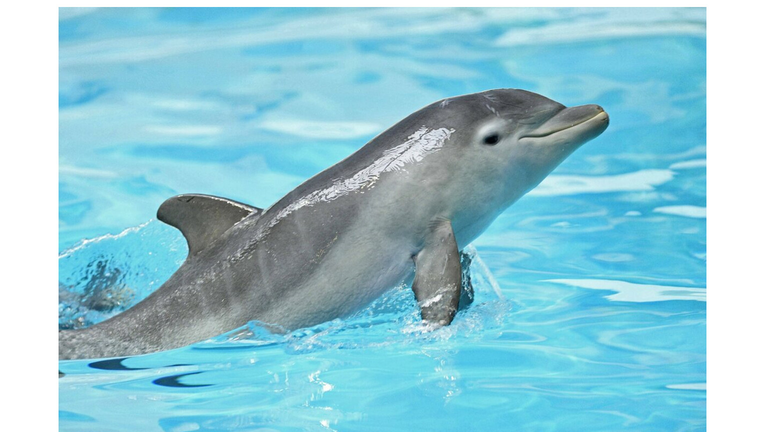 Длинномордый дельфин