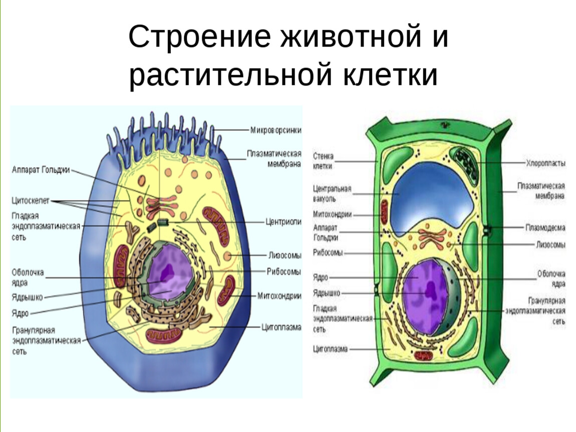 Растительная клетка вывод. Схема строения животной и растительной клетки. Схема строения животной и растительной клетки рисунок. Сравнение клетки животного и клетки растения цитоплазма. Сравнение строения клеток растений и животных рисунок.