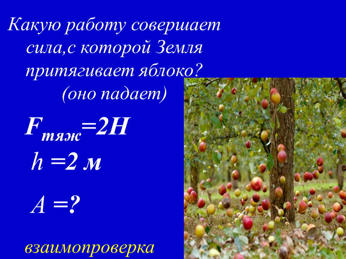 Яблоко и действующая на него сила тяжести. Какую работу совершает сила,с которой земля притягивает яблоко?. Какие силы совершают работу. Сила с которой земля притягивает. Какую работу совершает земля.