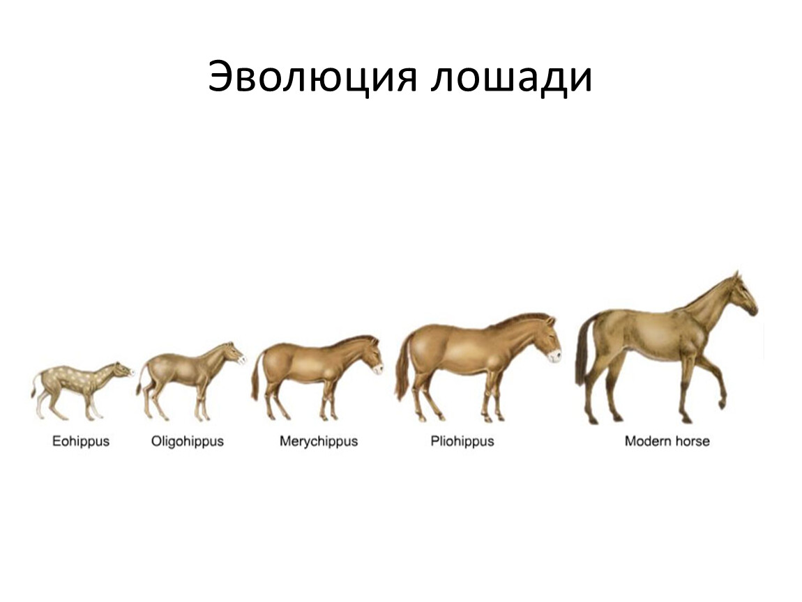 Как называется представленный на рисунке ряд предков современной лошади какие изменения