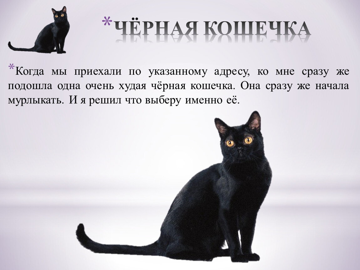 Имена котят черного цвета. Имена для чёрных кошек. Клички для черных кошек. Имена для черных кошечек. Красивые имена для черных кошек.