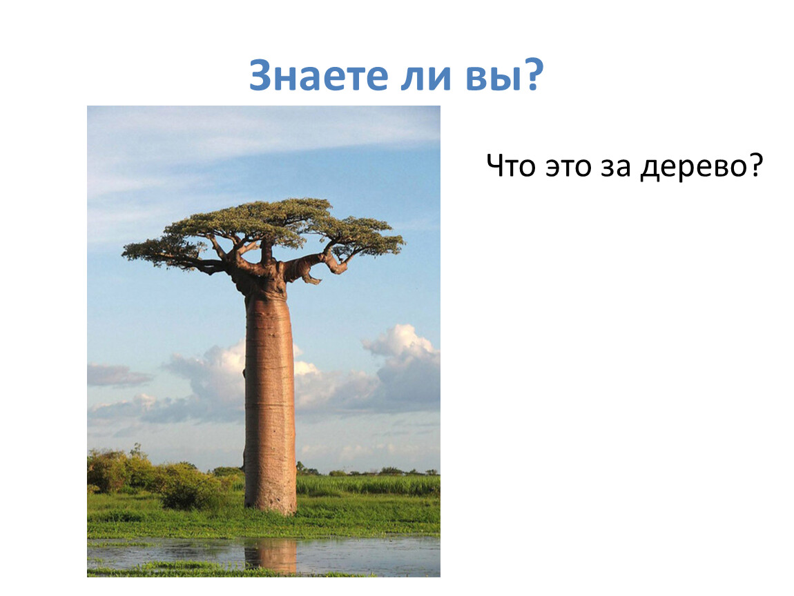 Воспользуйтесь текстом живет на свете баобаб. Интересные факты о дереве баобаб. Растения долгожители. Самое долгоживущее растение в мире. Деревья долгожители.