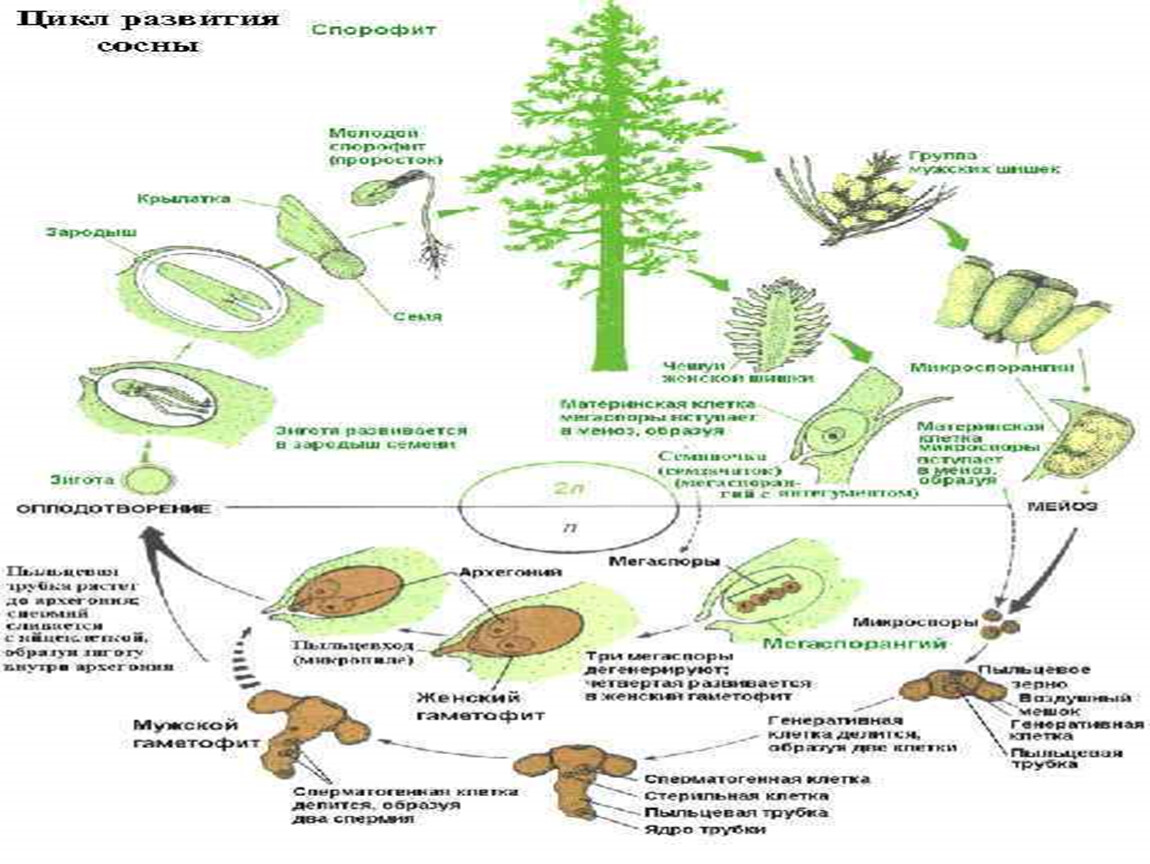 Жизненные циклы егэ биология задания. Цикл развития голосеменных. Цикл развития низших растений. Жизненный цикл растений. Жизненный цикл высших растений.