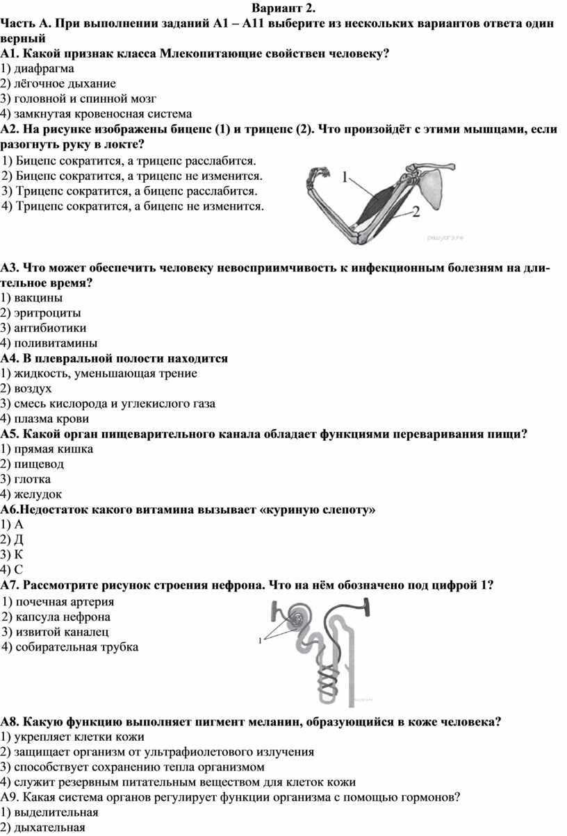 Промежуточная аттестация по биологии, 8 класс