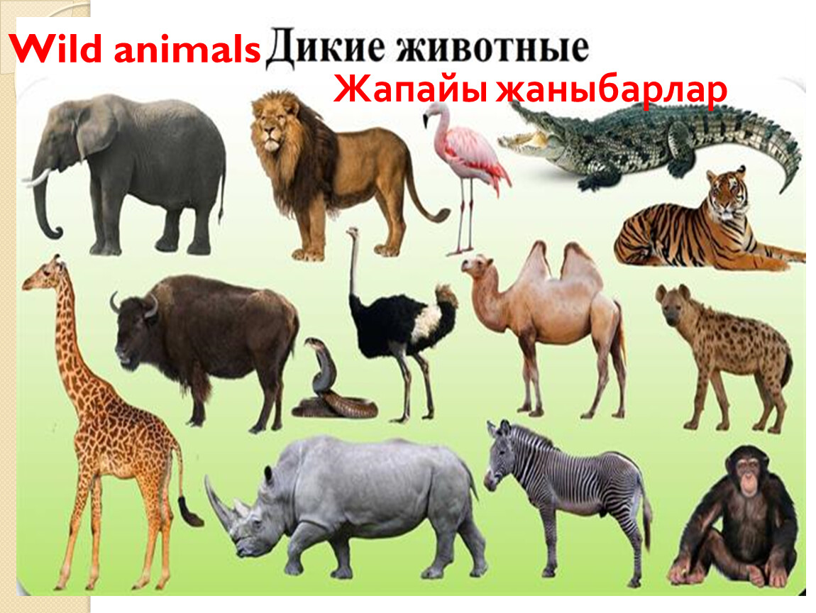 Диких животных класс. Сравнение животных. Жаныбарлар. Дикие животные для детей. Сравнение животных картинки.