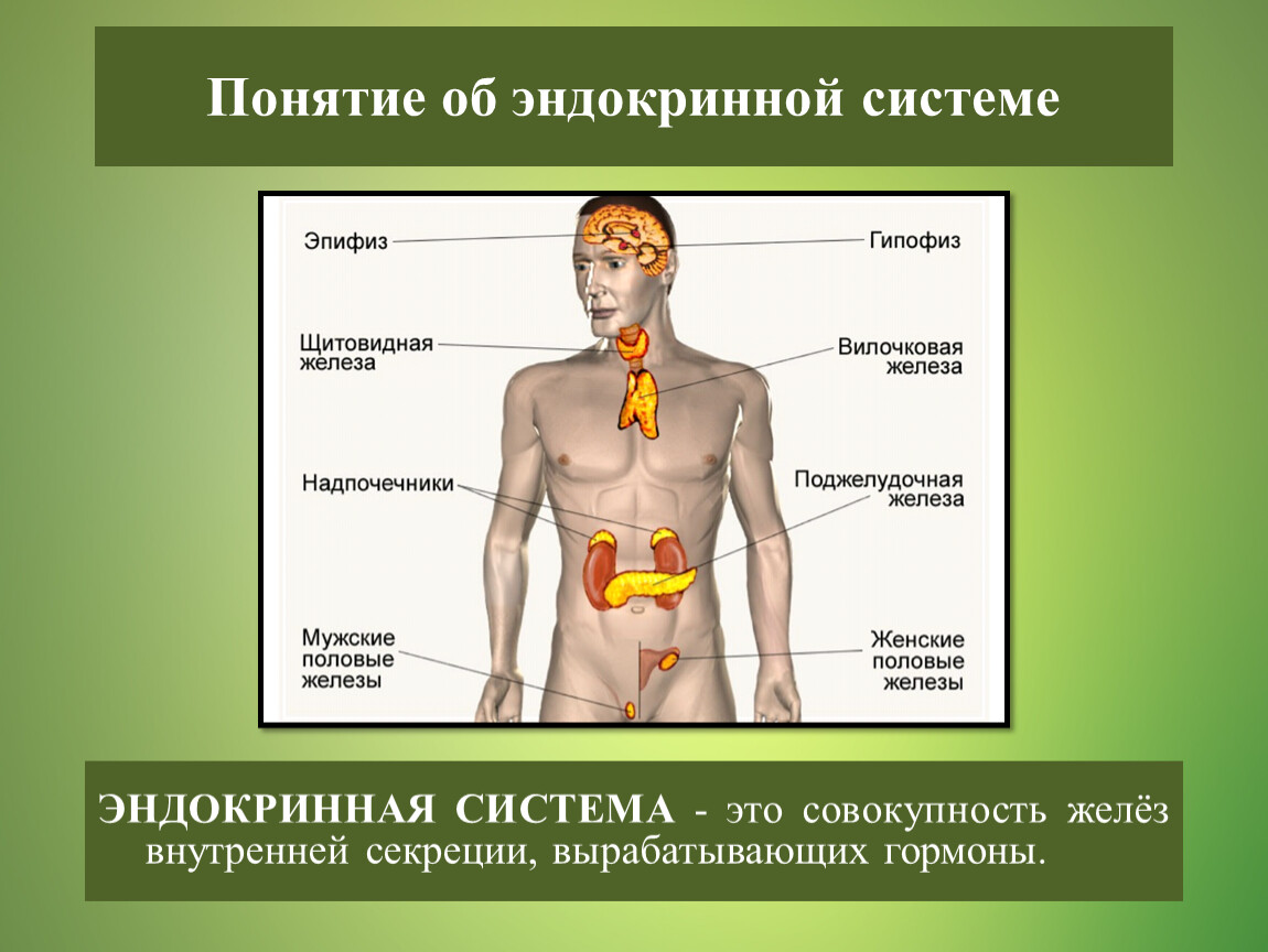 Какие железы связаны с эндокринной системой. Эндокринная система. Железы внутренней секреции у мужчин. Эндокринная система человека железы внутренней секреции. Эндокринные железы мужчины.