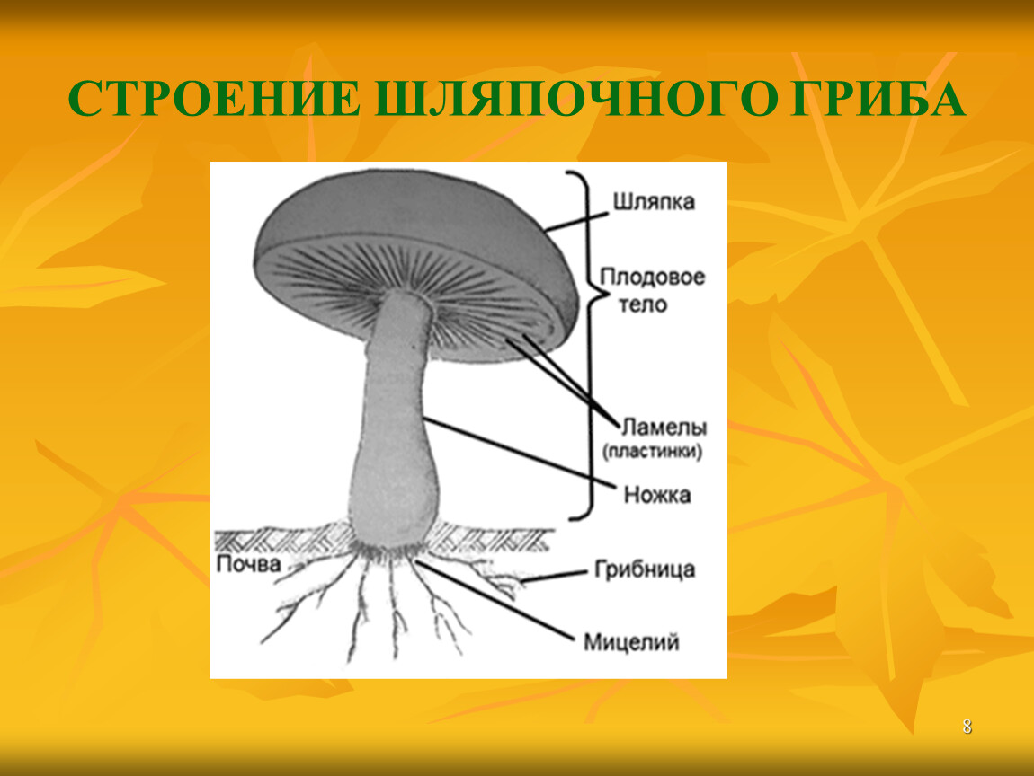 Клетки шляпочных грибов. Модель шляпочного гриба биология. Схема плодовое тело шляпочного гриба. Гриб строение шляпочного гриба. Строение шляпочного гриба.