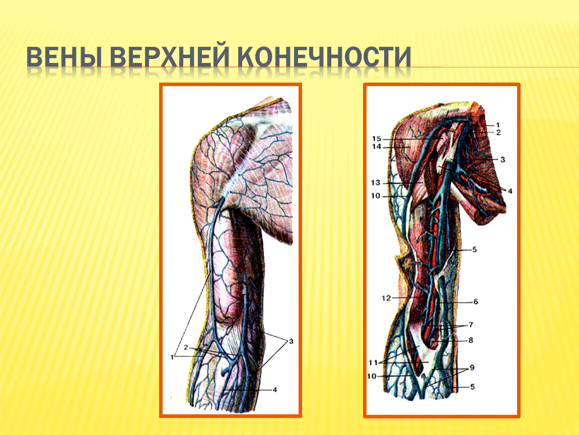 Вены верхних конечностей анатомия