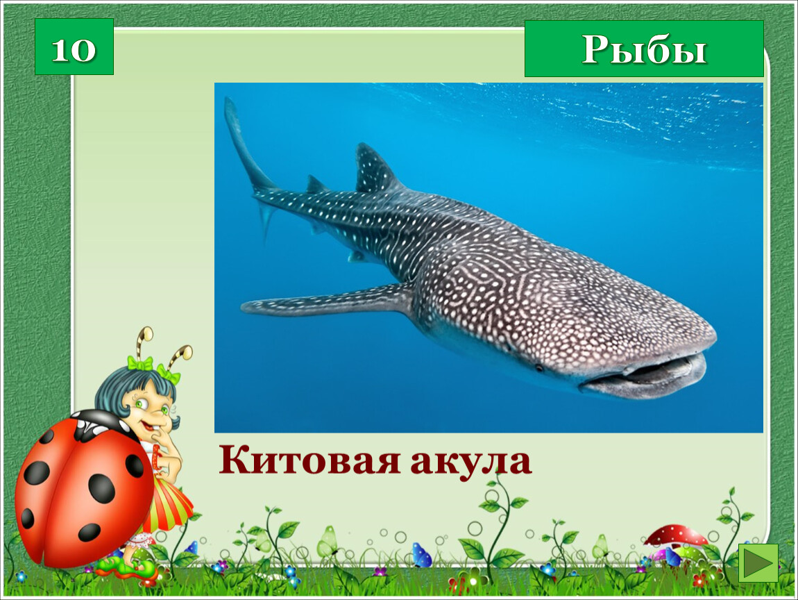 Рыбы 10 Самая большая рыба в мире