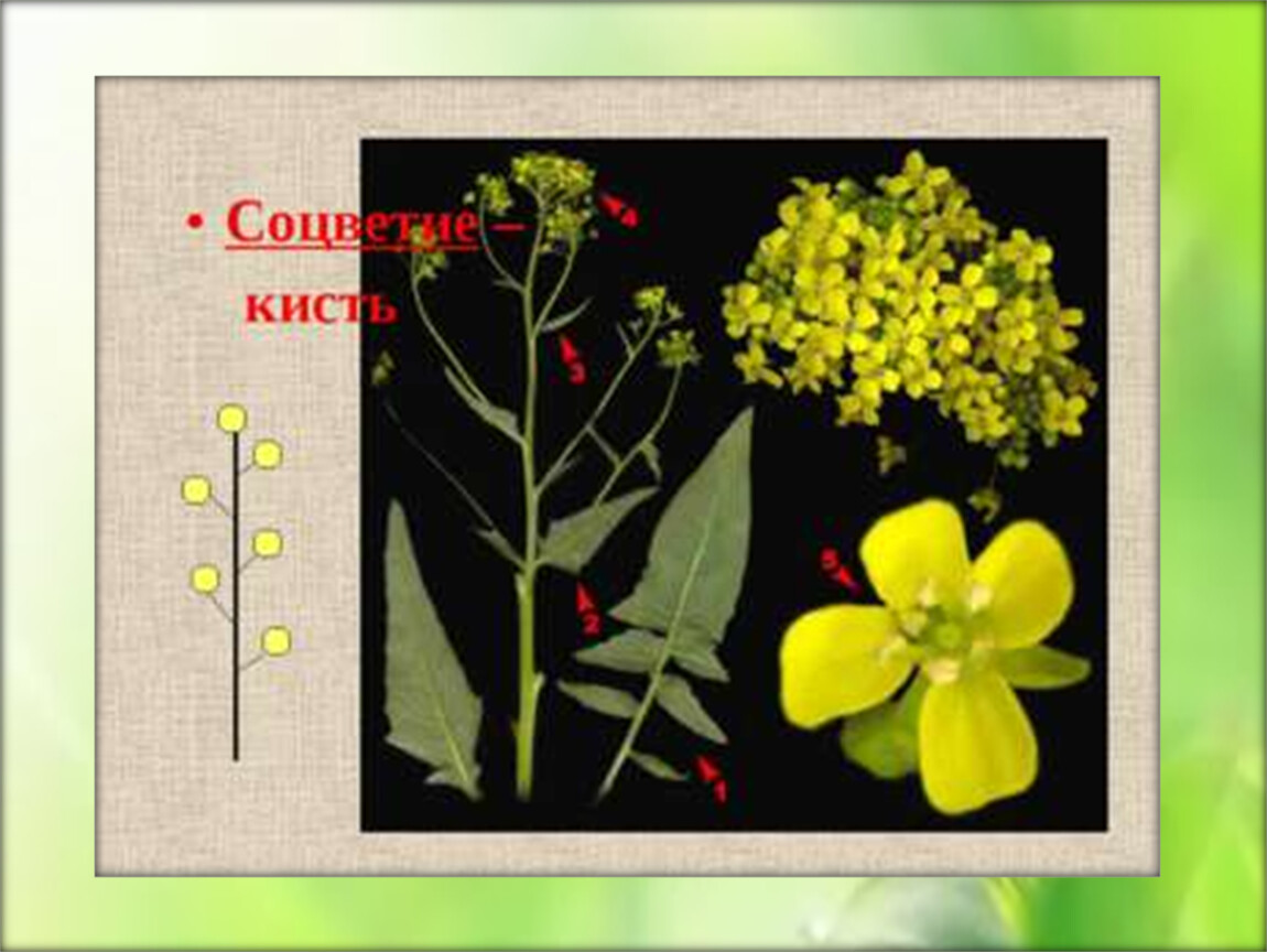 Листья крестоцветных. Свербига Восточная плод. Царство свербига Восточная. Соцветие кисть у крестоцветных. Желтые цветки соцветие кисть.