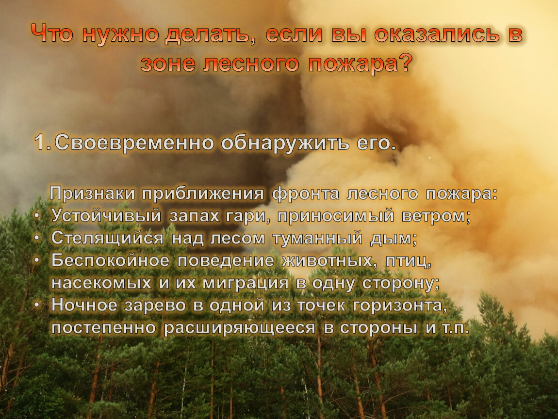 Действия в зоне лесного пожара. Если вы оказались в зоне лесного пожара. Что делать в зоне лесного пожара. Что необходимо делать если вы оказались в зоне лесного пожара. Если вы оказались в зоне лесного пожара необходимо.