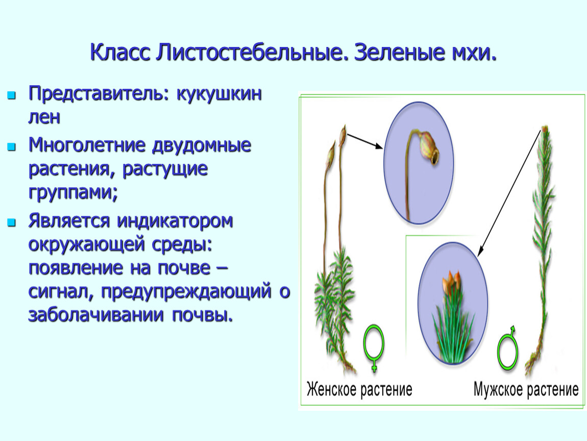 Особенности цикла развития моховидных