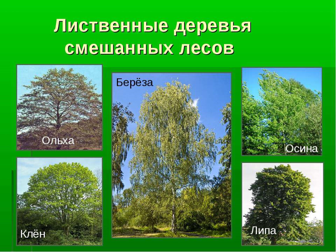 Основные лесные породы. Широколиственный лес деревья названия. Липа широколиственный лес. Деревья смешанных лесов. Лиственные деревья России.