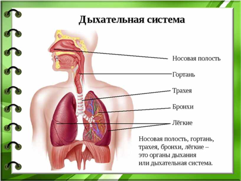 Какие органы принимают участие в дыхании. Дыхательная система органов дыхания 3 класс. Органы дыхательной системы человека 3 класс. Органы дыхательной системы человека 4 класс. Система органов дыхания человека 3 класс.