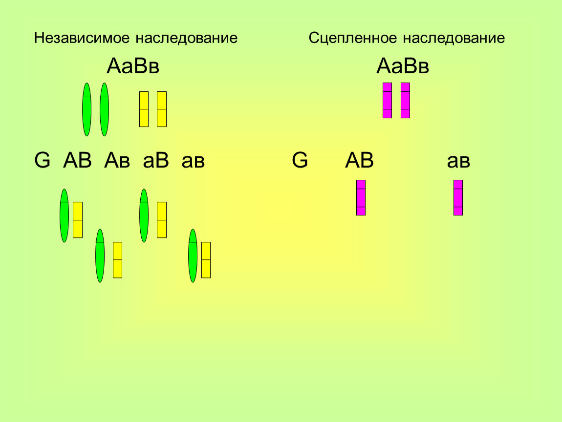 Закон менделя сцепленное наследование. Независимое и сцепленное наследование. Зависимое и независимое наследование. Независимое и сцепленное наследование признаков. Зависимое и независимое наследование признаков.